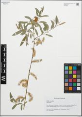 Foto von Salix excelsa S. G. Gmel.